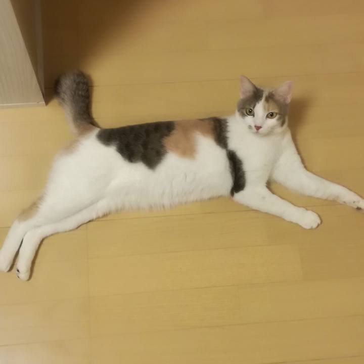 9002499c cb93 4abc b011 3d7bd203a553 1543371407675