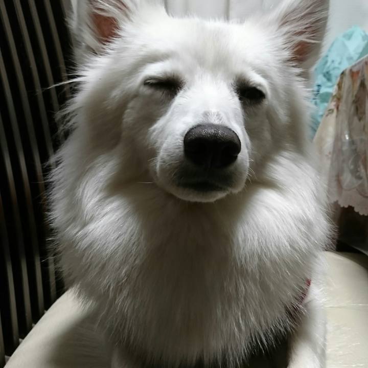 9003bdc1 29c6 49a2 b2d6 9ee01bc8c2fb 1513511151152