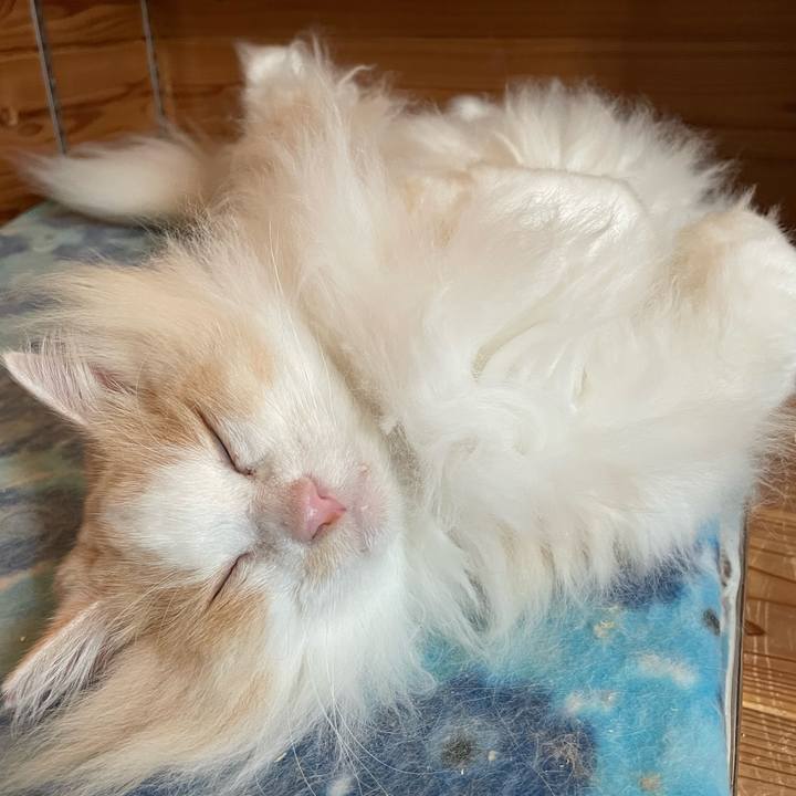 9005c4fc cba1 4c1f bc17 c82c7b7f0193 1703278442513