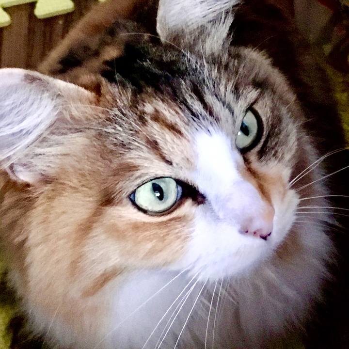 9007ae43 2ade 4c24 bbba 6b1676cc954a 1555364832285