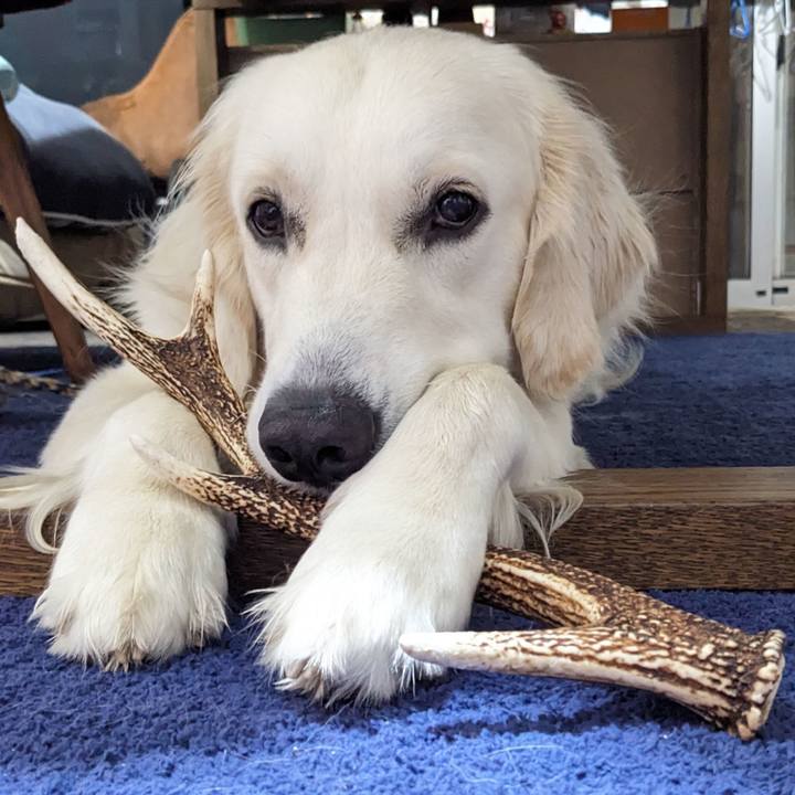 90081930 2c9d 4e2a a6f9 cf58e499e9e1 1759227235478