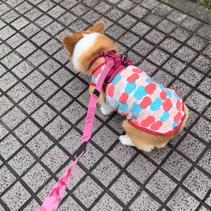 9009f28b 4a51 4411 8931 df0ea6c012fe 1652514267731