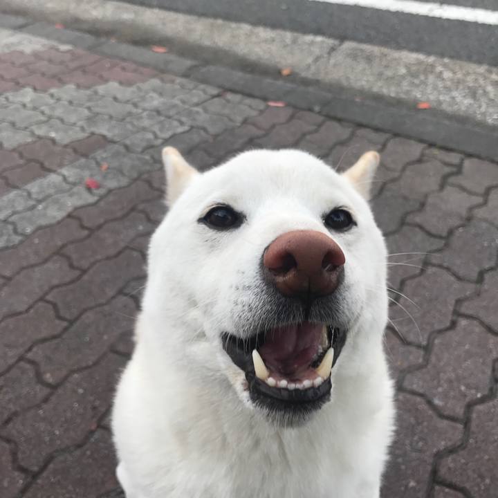 901285d7 1b91 4405 b803 127e98d65eab 1510875064225