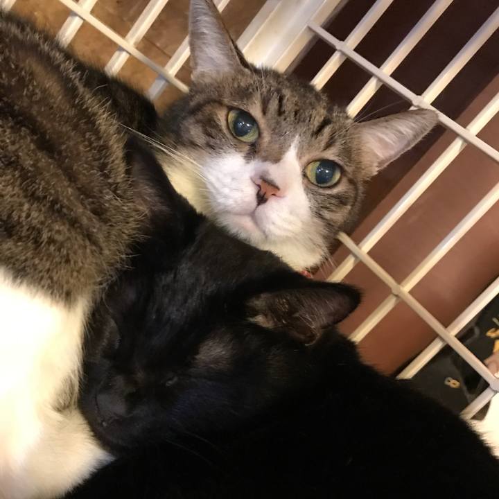 90161012 cbe8 40d8 96f3 4e368cb640e8 1508905315351