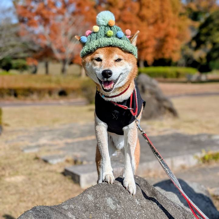 9017d319 d96a 486c 84a7 a24c829eb3eb 1763977699552