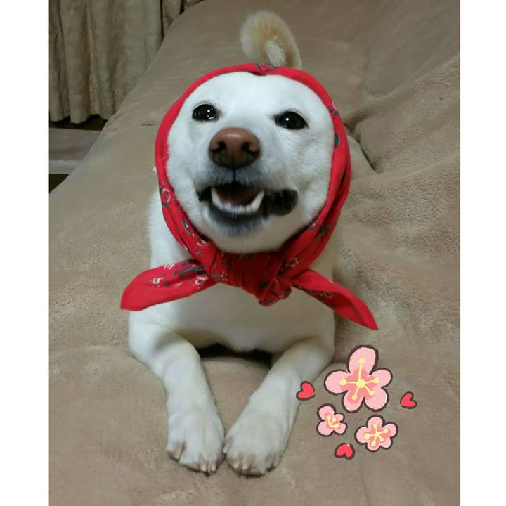 9018f736 29ec 4b0f b222 a569c0ee364e 1515063785430