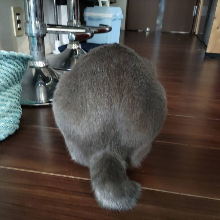 9028c723 af86 4a2d 8c40 5432f2b44f60 1700963251966