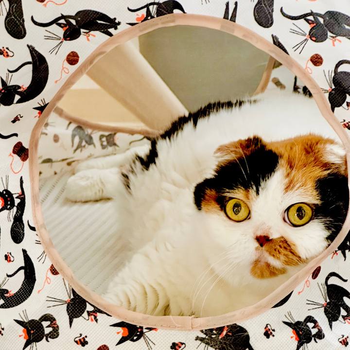 9029c92a 7f44 4d6e be41 3b01f51c2178 1730523444941