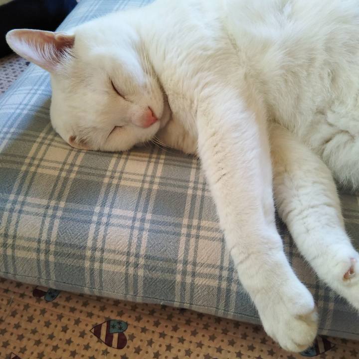 902a03aa 56e1 4504 84dd 42252ed63825 1591069674961