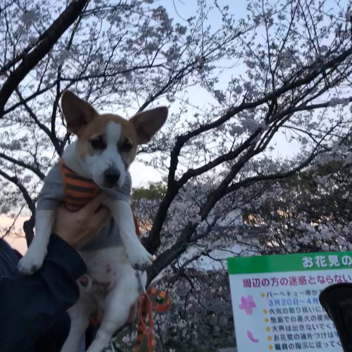 902a4f28 999c 4029 bec5 1a6a19580e2f 1553820513149