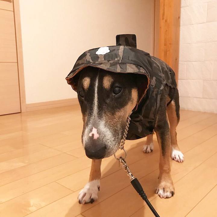 902cc95d 1a17 48af 971f a61950901ac5 1507896178764