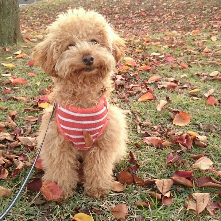 902cccf5 8105 4ed4 93e2 24fb910393fb 1511273128631