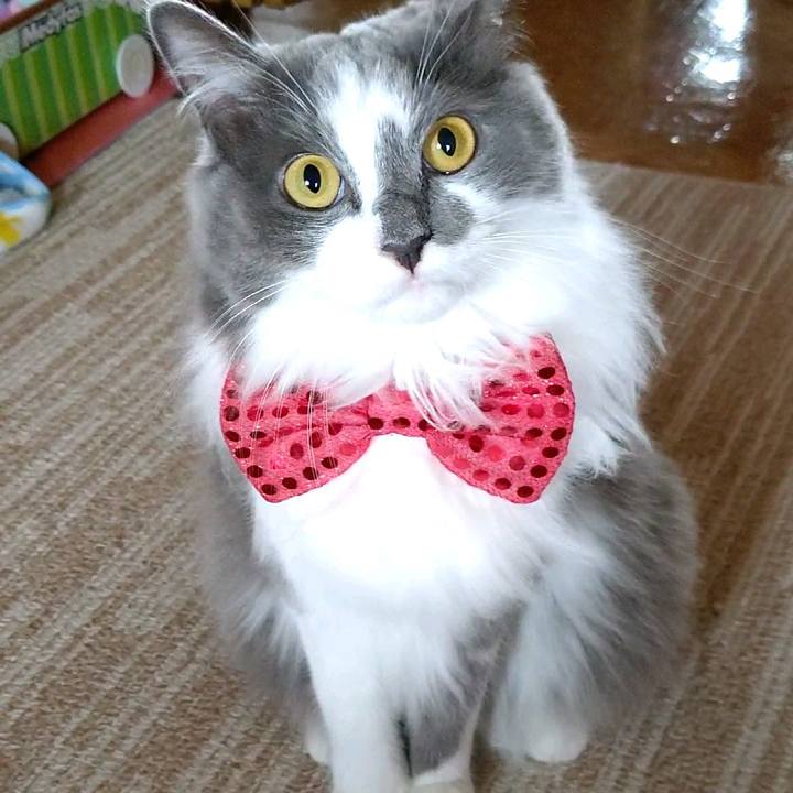 902d34ec 5db4 4b66 8bef 7e6fd8c1773a 1595473035181