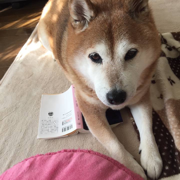 90317788 ce54 4bf7 b7f3 bcdae3cc23d1 1542893215634