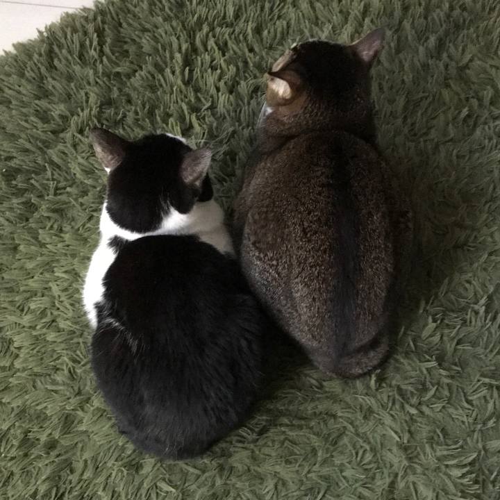 9033e8ba c8f0 47f5 859b b60bab746bfd 1547809521254