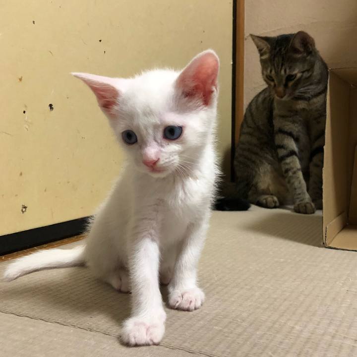 90361a38 1198 427e a5cf 7924c6363297 1531492535488