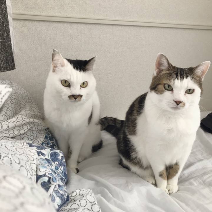 903a77af 4935 4f12 bff7 fa869dffc7fa 1542872389758