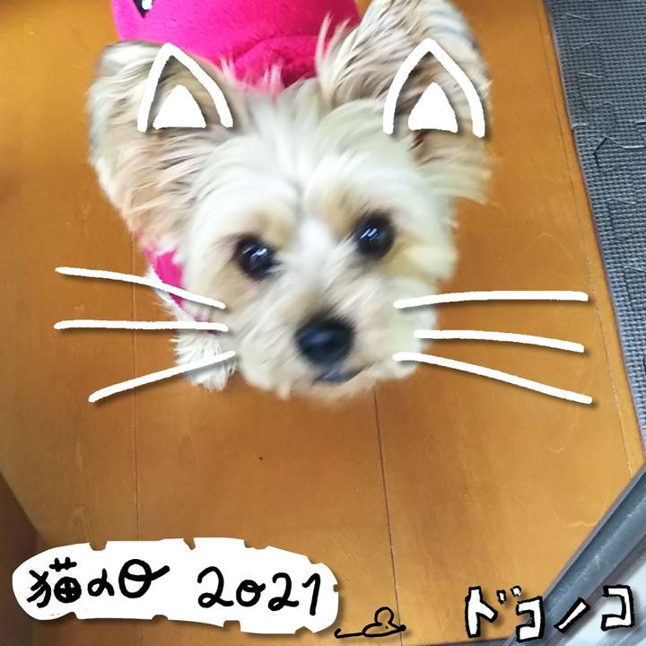 903bf455 5784 462f 8749 1d96df15b784 1613992482402