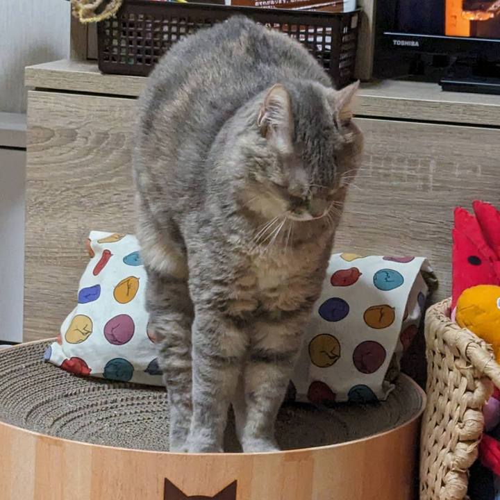 90412460 1cb0 4852 a667 a310644fbaa4 1702957533537