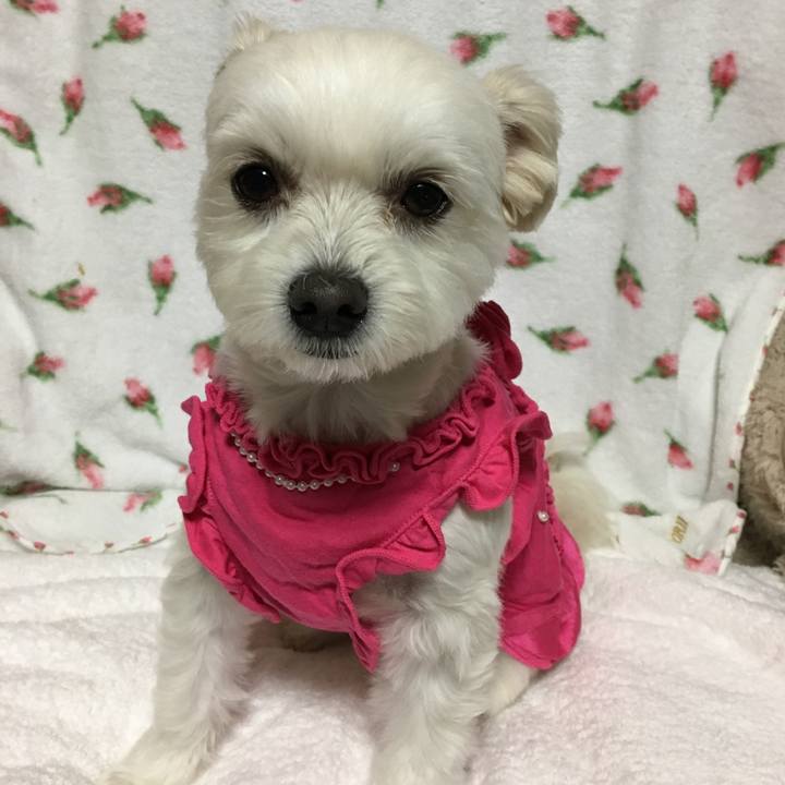 90422635 3f9b 4dec b3c4 7a66cfc55ceb 1508574463087