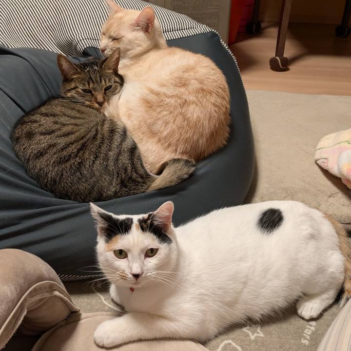 90424473 9c5b 48e2 a4c5 2477d805a4a7 1731374266707