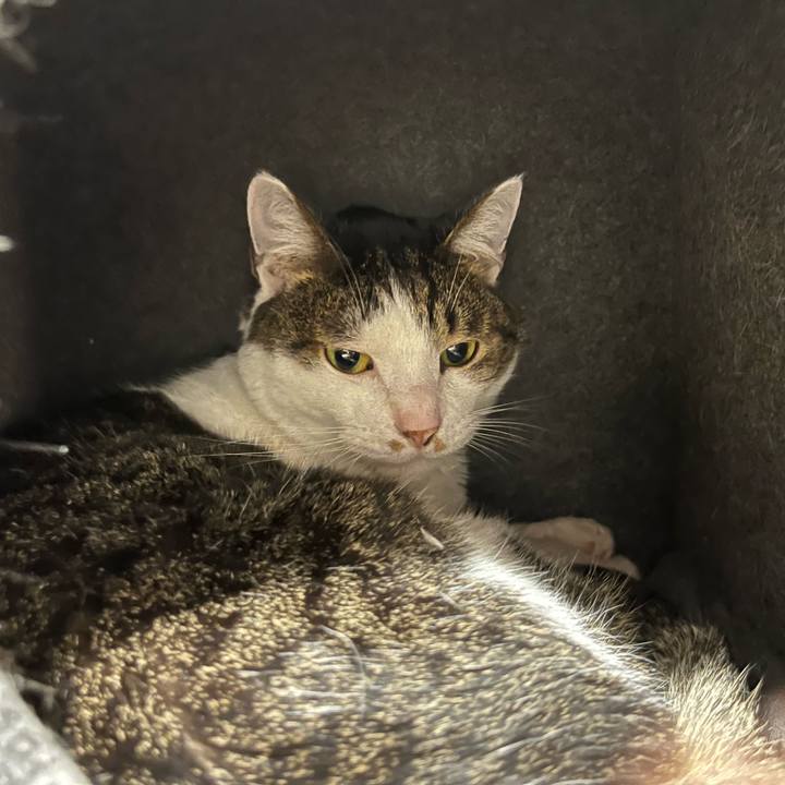 904a28a3 2452 4202 aeae b0bdd1b38655 1765279868331