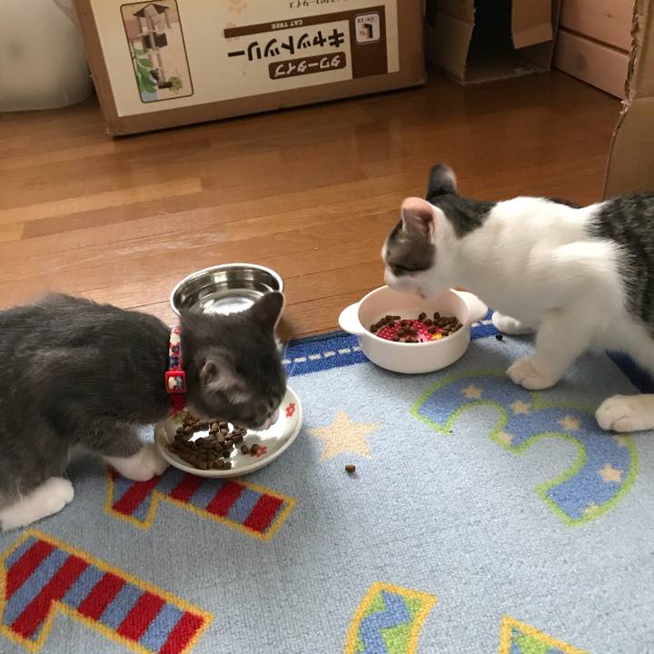 904a4519 76fa 44b0 87d4 17c262d17446 1533891864345