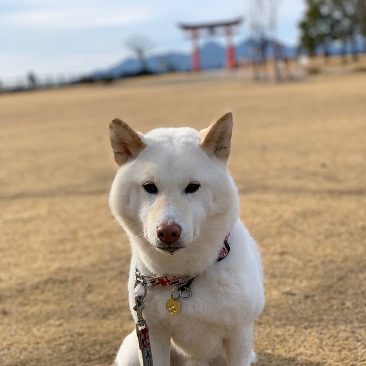 904ddbd9 a39d 4f8b 8b10 279ae3a29619 1583022111283