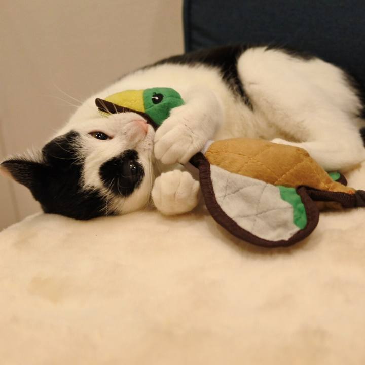 904dddf9 4a2d 4e8d 992d 7871720afe3b 1514031463203