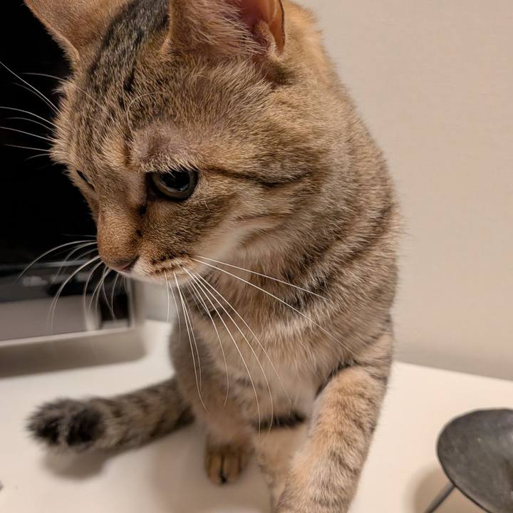 904e728b f4d3 4868 a875 ae904ac72c44 1770673982447