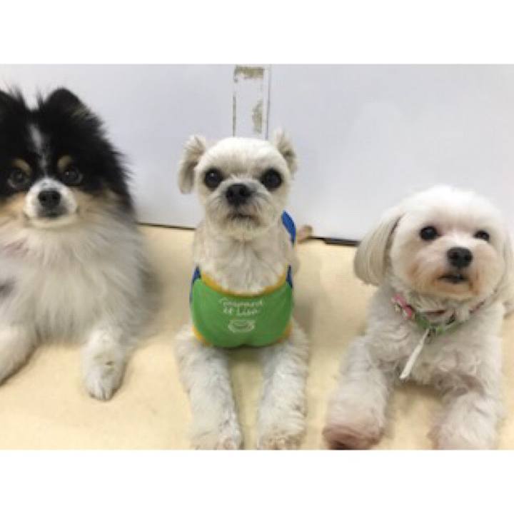 9050e009 dd7e 4a3e 98e0 077b434afbc0 1544700003928