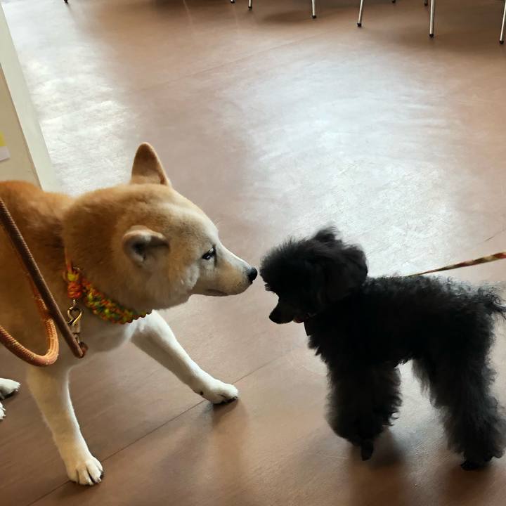 9051b338 9528 4301 9c36 502ed73d8d40 1560566609387