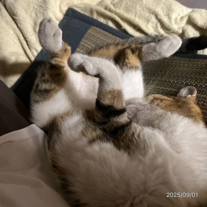 90526d77 e670 4384 8133 784aa12a15a8 1756763946979