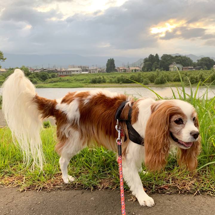 905345b3 b434 4470 90da 13a49bf8e183 1597268477094