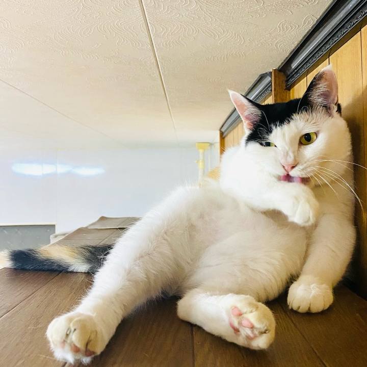 9056b0fc 7209 4123 a754 2cb2bb2a1d87 1753743744897