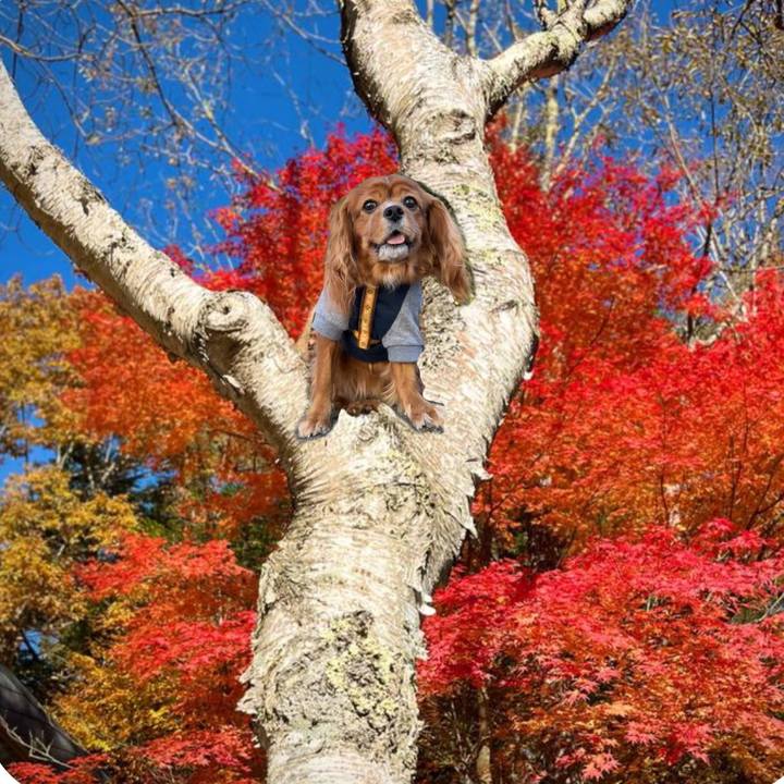 905760e1 30fd 4bf3 b022 4aa01d95b285 1667860170185