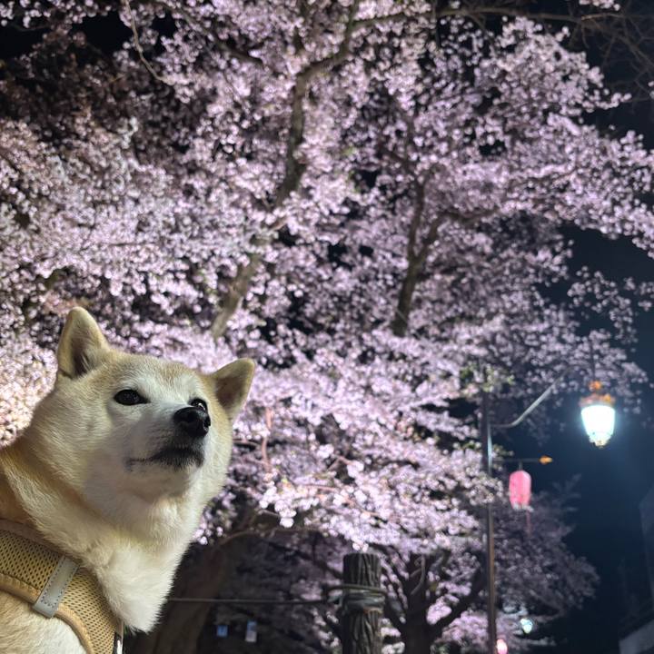 9057cb4f 7549 4c62 8e58 7a6f87d20296 1744144643639