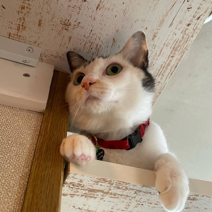 9058682f 20b7 421d ae3f c7aa9b5cfb9b 1762304023017