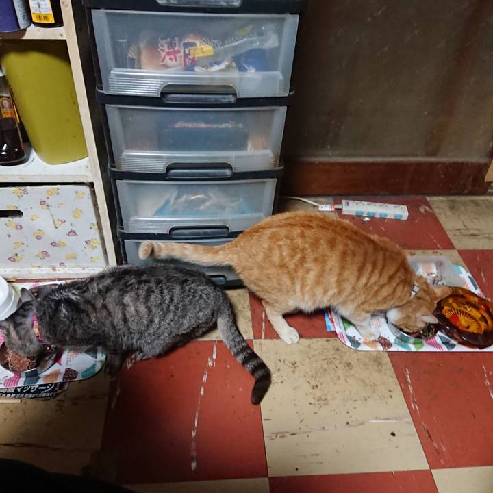 905bbe4c 4fcc 47b6 bd2d 8a91b7720011 1589534183446