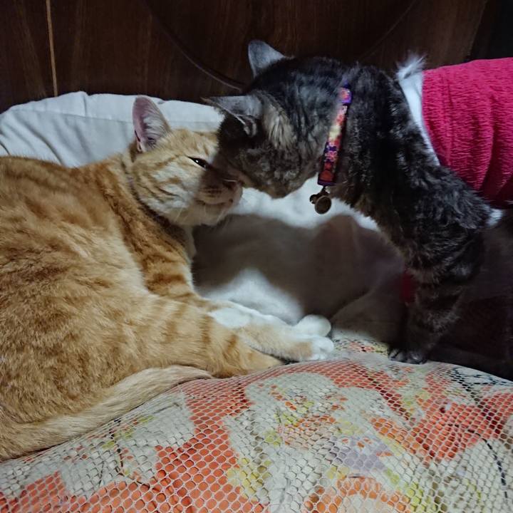 905c4103 efda 414a ae52 7e996f43b766 1586693440304