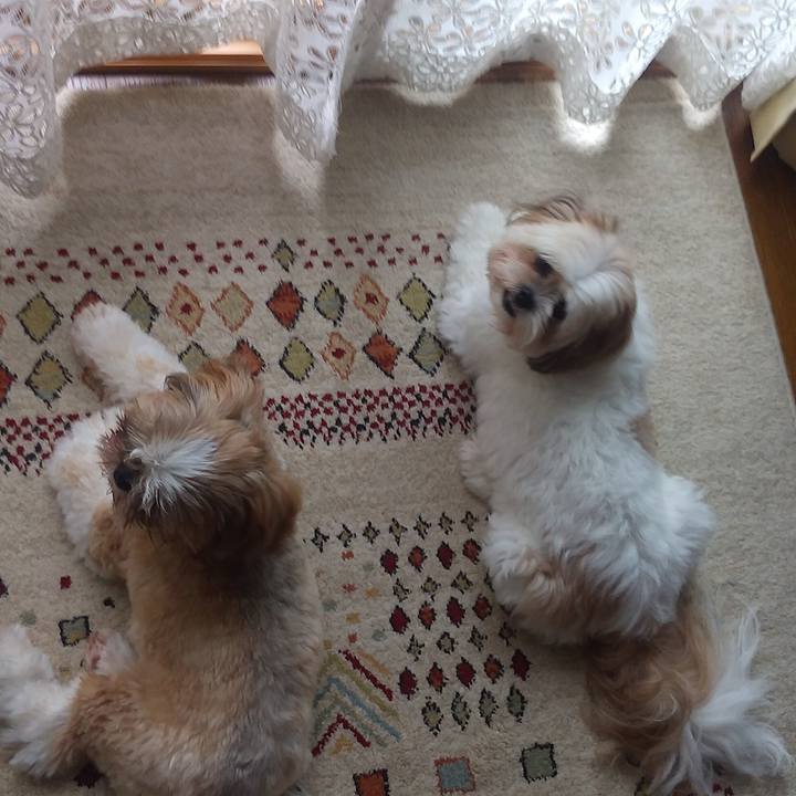 90624ee1 8b50 4c99 b5f4 3b7f5cb03f2f 1595810427531