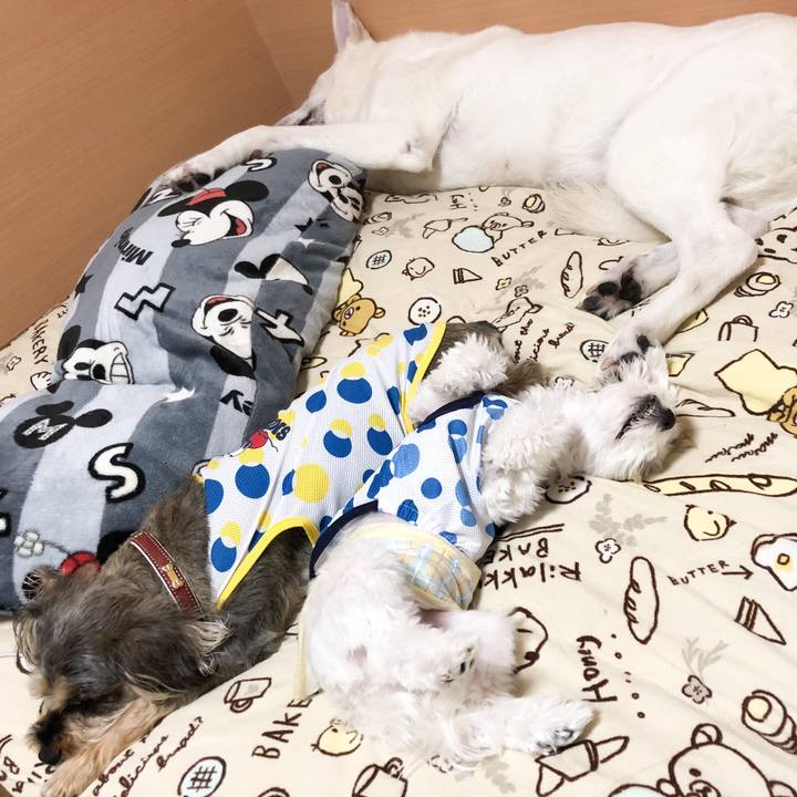 9063fe3f f837 48e2 98c6 b0951c647d08 1559106074468