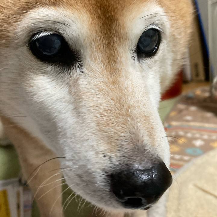 90681811 9df5 4c4b a5cf 032b29fde285 1735635545259