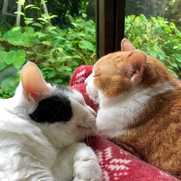 906a8d69 76e8 4c58 a382 69b1818e48d2 1595219295568