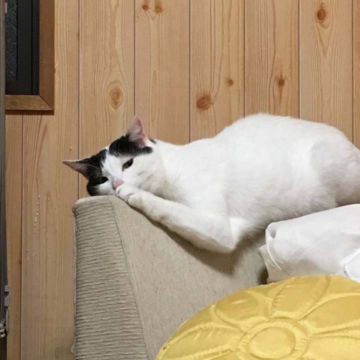 906c5ace 4b92 4165 b052 d6d52b25f4d2 1549367018197