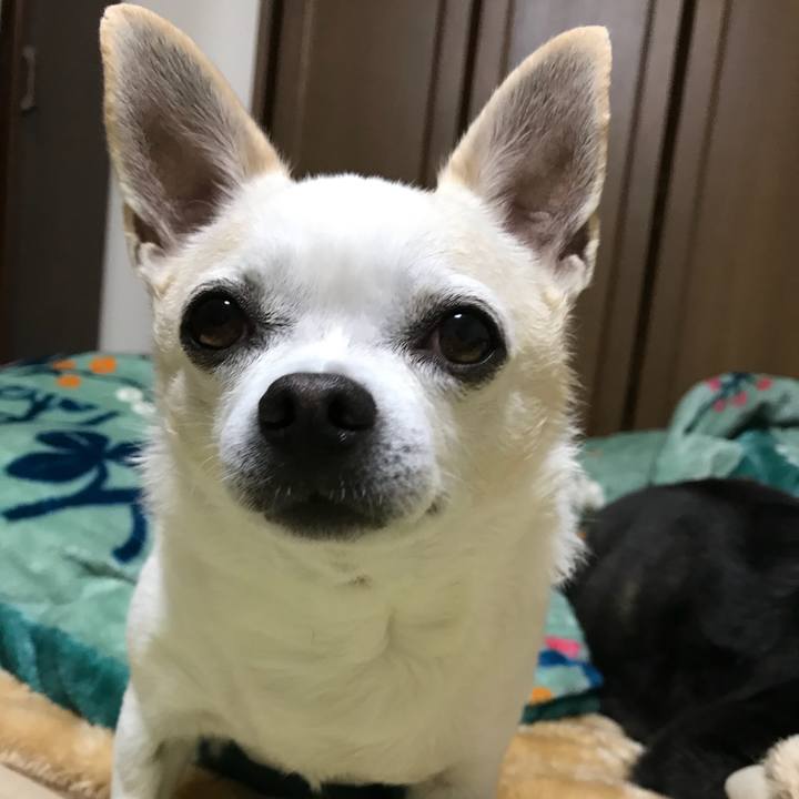 906d54f2 8316 4cc0 bf0a a830b1d72747 1511526316235