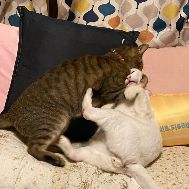 906f877f 4771 45ae b0fc 1e447d7907a0 1665402103695