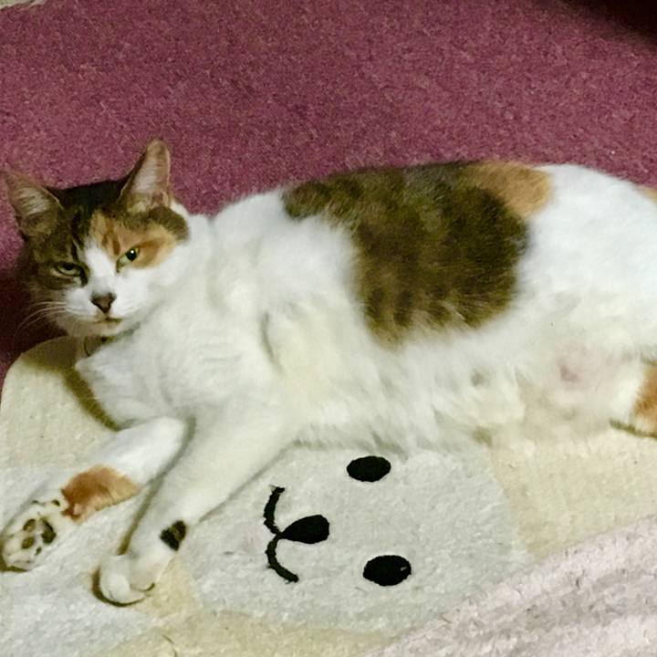 9071cb85 eb51 4c47 b12f 83f583182c9f 1513502053924