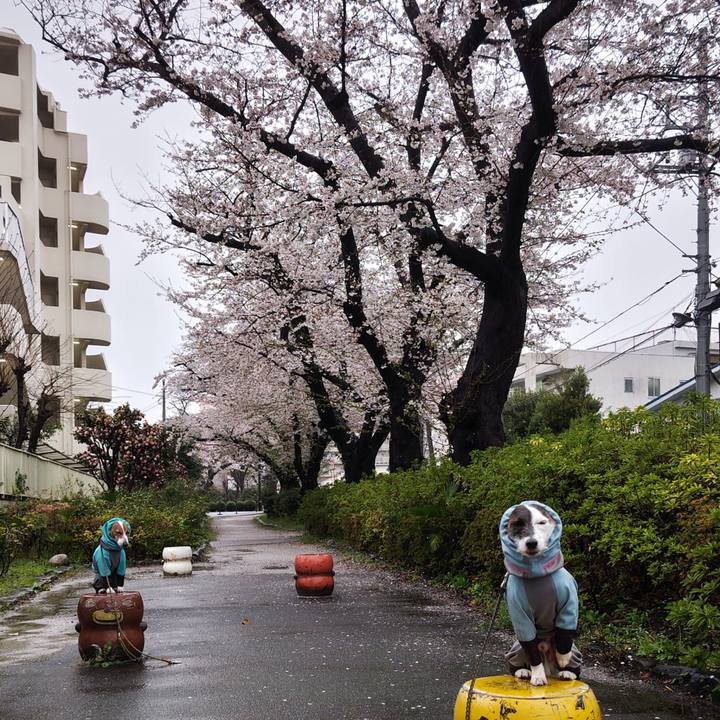 90731f06 8fc3 4e5e 85db a2eb1a83ffc9 1743543565747