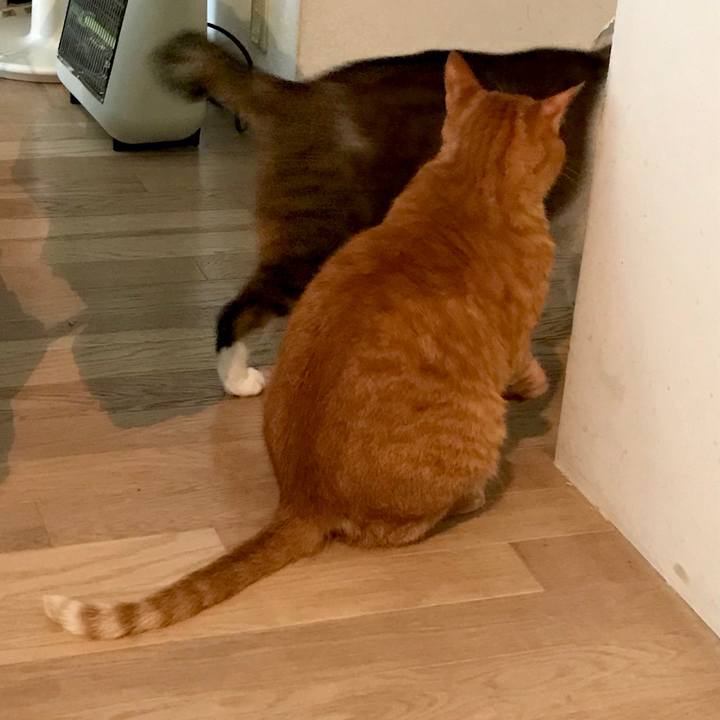 9077833a bfda 4fde aca8 0008e2849b14 1529636264284